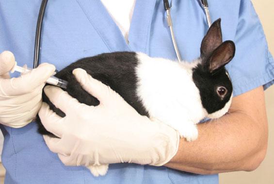 rabbit vaccination