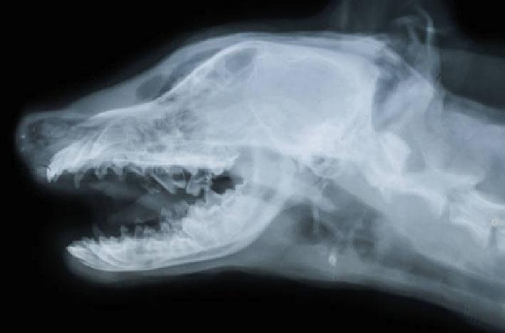 does my dog need an xray