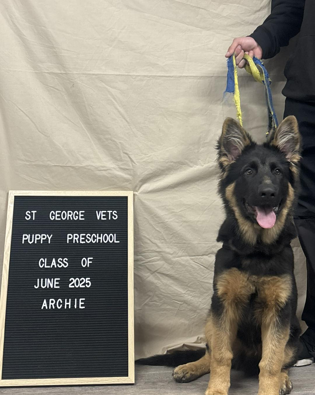 St George Vets - Puppy Pre-School - Archie