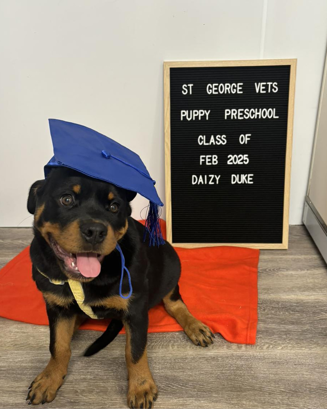 St George Vets - Puppy Pre-School - Daizy Duke